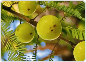 Amla