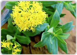 Rhodiola