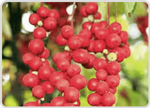 Schisandra