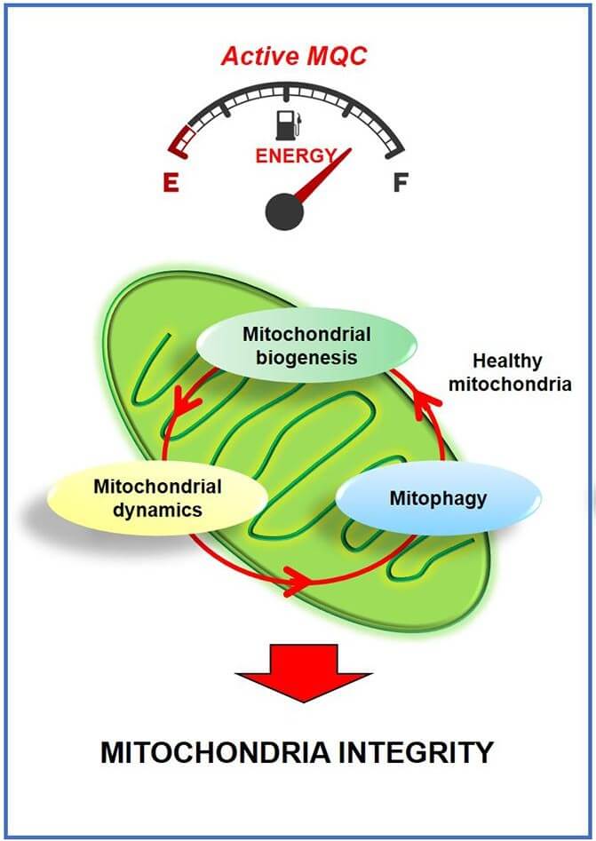 Mitolyn mitichondria active